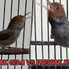 Suara burung merbah belukar atau trucukan lumut gacor youtube. Https Encrypted Tbn0 Gstatic Com Images Q Tbn And9gcqd6xsea0ftkflgbvcnxyqb99quzsfyhxpwqjbg6nqxtt4ucn4x Usqp Cau