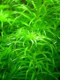 Image result for Syngonanthus angolensis