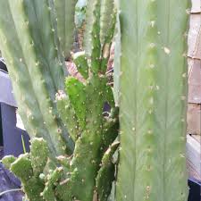 You may have seen my post on cactus flowers, but if not, you'll. Opuntia Monacantha F Monstruosa Joseph S Coat In Gardentags Plant Encyclopedia