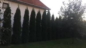 Image result for Metasphaeria diplodiella