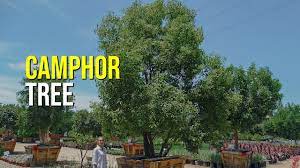 I think yours is the same plant i am trying to id, but so far iv. Camphor Tree Youtube