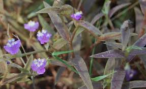 Image result for Cyanotis