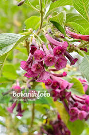 Image result for Iochroma cyaneum