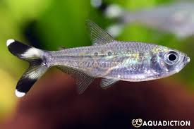 Image result for Swertia tetrandra