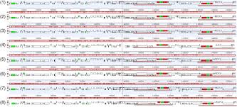 Image result for Belonophora coffeoides