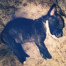 By the end of the 19th century, the frenchie's popularity had spread from europe to the united states, and the breed remains quite popular today. French Bull Terrier Dog Breed Information And Pictures
