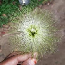 Image result for Albizia lebbeck