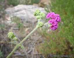Image result for Boerhavia coccinea