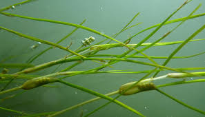 Image result for Zostera capensis