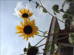 Ted Owens Obituary (2012)