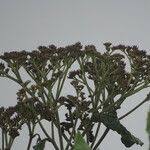 Image result for Solanum giganteum