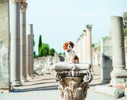 Dove Puoi Entrare Con Il Tuo Cane Divieto Di Ingresso Ed Esempi Di Accoglienza Pet Friendly Quattro Zampe