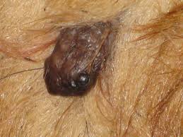 Is This A Tick Or A Skin Growth Labradoodle Forums Ticks On Dogs Dog Skin Skin Growths