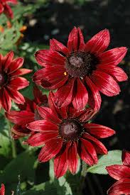 Image result for Rothia hirsuta