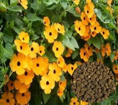 Image result for Thunbergia alata