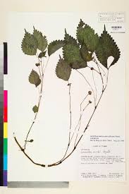 Image result for Lecanthus peduncularis