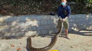 They are found in forests, deserts, swamps and some snakes, like the cottonmouth water moccasin of north america live in water part of the time. No Snake Soup For Hong Kong S Young Snake Catcher Abc News