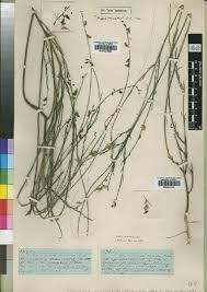 Image result for Cissus welwitschii