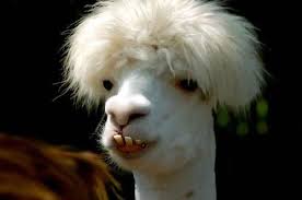 200 pieces of funny animal pictures. Funny Animals Home Facebook