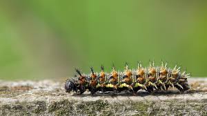 Wann bekämpft man den buchsbaumzünsler am besten? Schmetterlingsraupen Aufziehen 17 Expertentipps Bluhendes Osterreich
