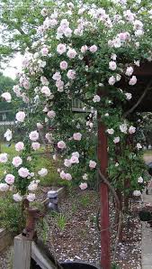 Introduced in united states by henry. Plantfiles Pictures Hybrid Wichurana Large Flowered Climbing Rose New Dawn Rosa By Brmeadows
