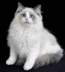 Ragdoll Kedisi Ozellikleri Ve Bakimi