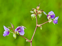 Image result for Murdannia simplex