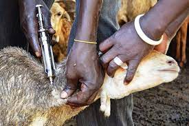How To Treat Bacterial Diseases In Goat