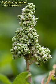 Image result for Sapindus saponaria