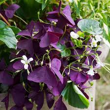 Image result for Oxalis anthelmintica