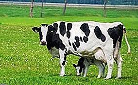 Kentut lembu termasuk penyebab utama global warming. Lembu Yang Paling Tenusu Keterangan Mengenai Baka Hitam Dan Putih Ternakan
