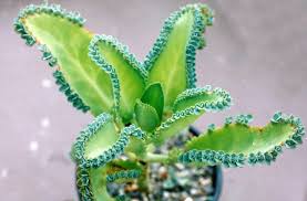 El Kalanchoe No Cura El Cancer Ulum
