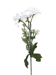 Image result for foto Kopretina