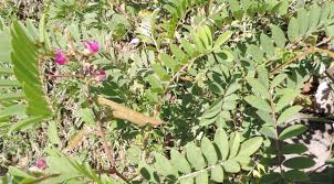 Image result for Tephrosia lepida