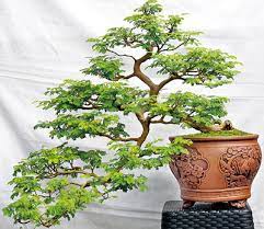 Bonding With Bonsai The Sunday Times Sri Lanka