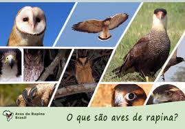 Aves de Rapinas - Afinal, o que são aves de rapina? Aves de rapina é um  termo utilizado para caracterizar as aves carnívoras que apresentam  determinadas adaptações para a caça ativa e