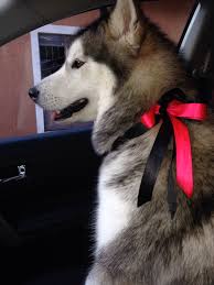 Tersedia berbagai pilihan anakan anjing alaskan malamute, ada juga yang remaja dan dewasa. Alaskan Malamute Alaska Dog Malamute Husky Malamute Puppies
