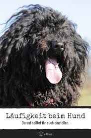 laufigkeit beim hund so war flummi s erste laufigkeit midoggy community laufigkeit hunde welpen