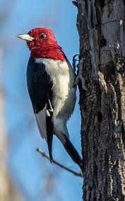 The belly is white and unstreaked. Minnesota S Woodpeckers Minnesota Dnr