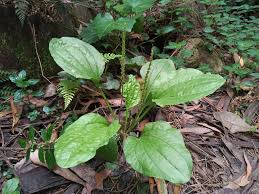 Image result for Plantago