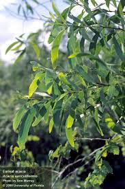 Image result for Acacia auriculiformis