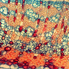 Cell Cross Section Under A Microscope Heilige Geometrie Geometrie Patronen