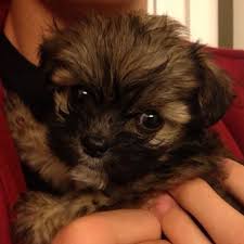 Maltese Black And Brown Shih Tzu My Cute Shih Tzu Maltese Mix She S Such A Sweetheart Cute Animals Puppy Pictures Maltese Shih Tzu