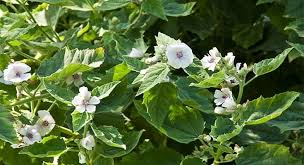 Marshmallow has been used for years to help promote diuresis, or the excretion of urine. Marshmallow Plant Medicinal Uses And Side Effects Althea Officinalis