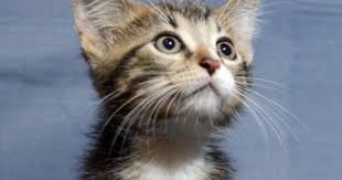 Adopt Hobbes On Petfinder Short Hair Cats Domestic Short Hair Adoption