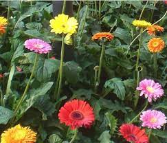 Uno tra i simboli più autentici della primavera. Gerbera Come Curare E Coltivare Le Vostre Gerbere