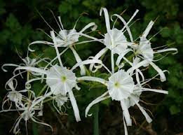 Pedunculatum is considered by some sources to be a synonym of crinum. Spider Lily Tennessee Smart Yards Native Plants