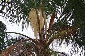 Image result for Syagrus romanzoffiana