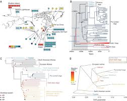 The Evolutionary History Of Dogs In The Americas Science