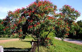 Any tree serves to help form the backbone of the landscape, but flowering trees add pizazz to a yard in a way that few other plants. Texas Native Plants Database